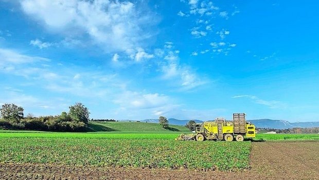 Der Neuaustrieb der Zuckerrüben kostet zwischen 1 und 2 % des Zuckergehalts.