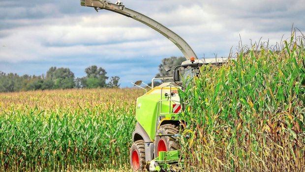 Der optimale Erntetermin fällt in die Teigreife der Maiskolben. In Hitzesommern werde der Reifegrad der Pflanzen aber gerne unterschätzt, sagt der Fachmann.