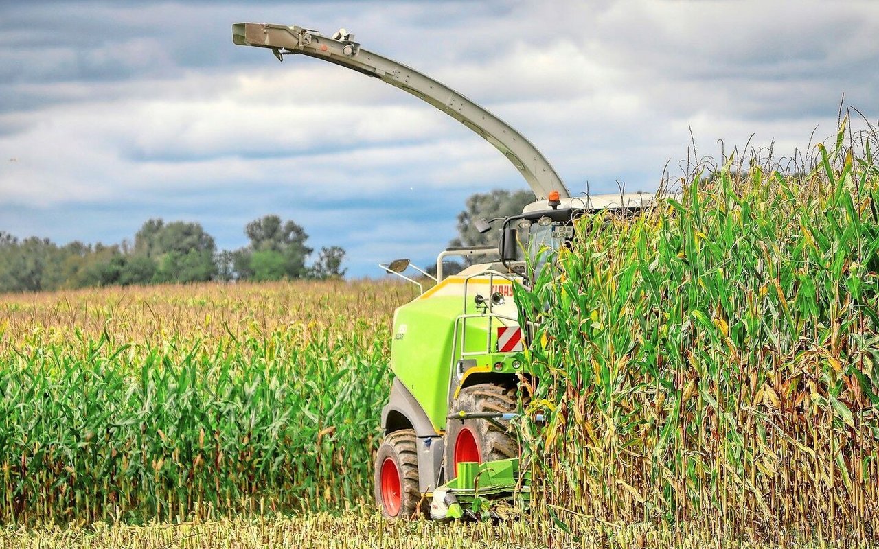 Der optimale Erntetermin fällt in die Teigreife der Maiskolben. In Hitzesommern werde der Reifegrad der Pflanzen aber gerne unterschätzt, sagt der Fachmann.