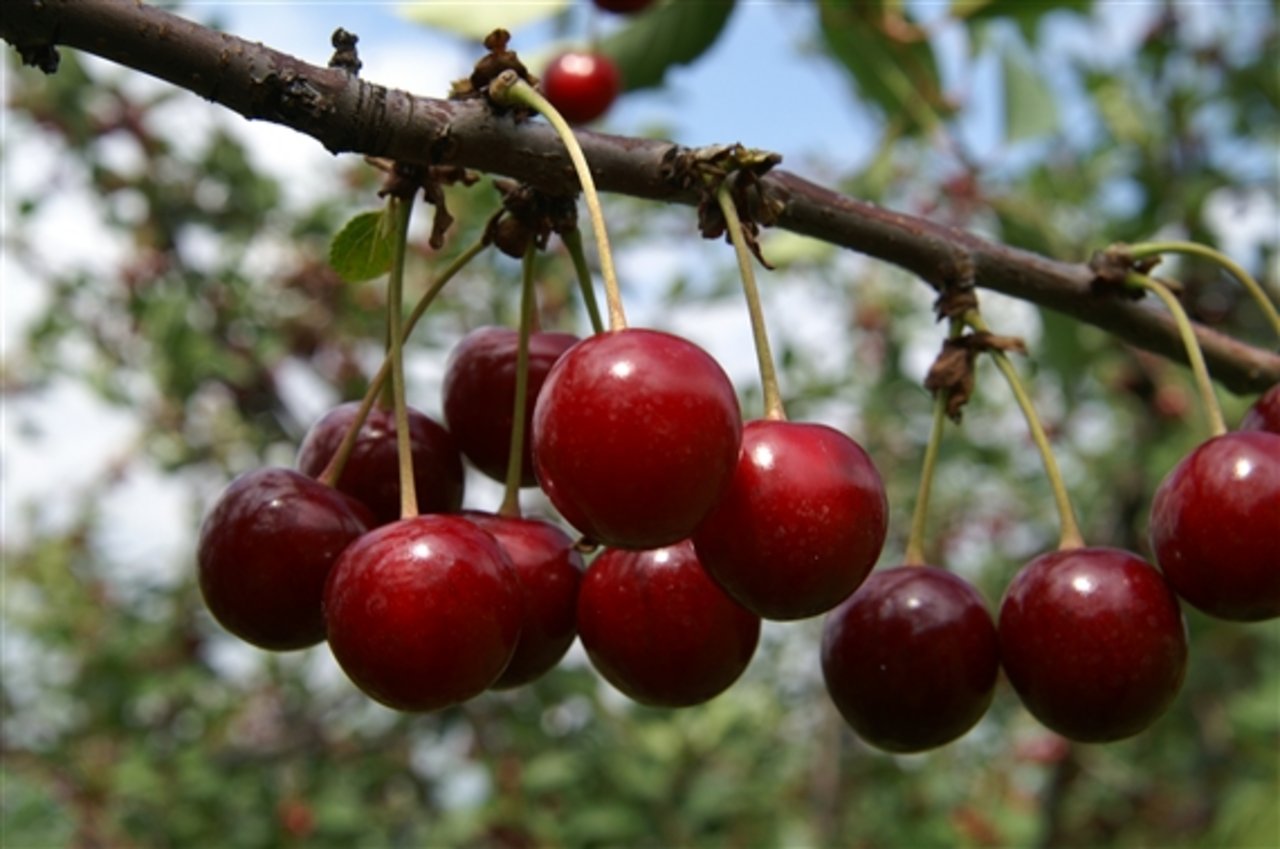 In Frankreich dürfen nur noch Kirschen verkauft werden, die ohne Hilfe von Dimethoat produziert werden. Dimethoat ist ein Insektizid, dass gegen die Kirschessigfliege eingesetzt wird. (Bild lid)