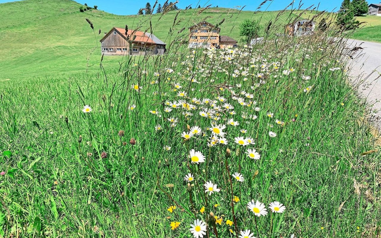 Die Region Appenzell ist reich an Grasland – aber es gibt auch Äcker.