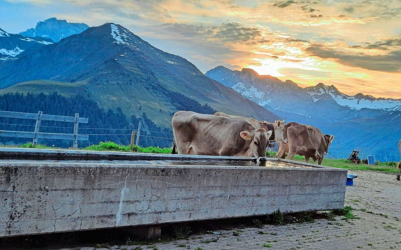 Friedliche Stimmung am Morgen: Nach dem Melken machen sich die Kühe auf den Weg zur Tagweide.
