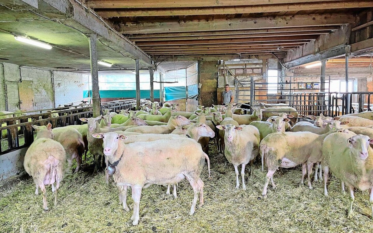 Im Sommer tagsüber am liebsten im gut durchlüfteten Stall: Milchschafherde der Rasse Ostfriesen bei Habermachers in Rickenbach.