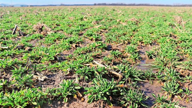 Bayer hat mit Genomeditierung Hellerkraut bearbeitet, um daraus eine Art Gründüngung in Fruchtfolgen mit Mais und Soja zu machen. 