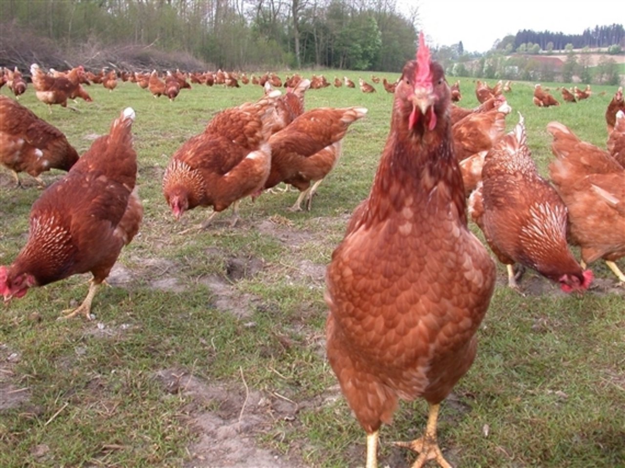 Die Vogelgrippe breitet sich in Deutschland weiter aus. (Symbolbild BauZ)