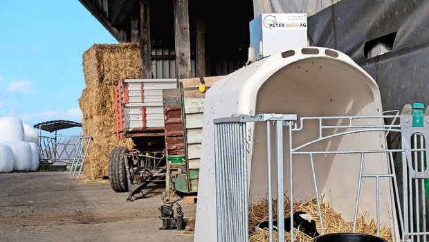 Dieses Kalb ist drei Wochen vor dem Termin auf die Welt gekommen. «Früher hätten wir Mühe gehabt, diesen Kerl durchzubringen. Mit der Wärme des Solariums stehen die Chancen aber gut», sagt Senior-Landwirt Paul Frey von der Staffelegg im Kanton Aargau.