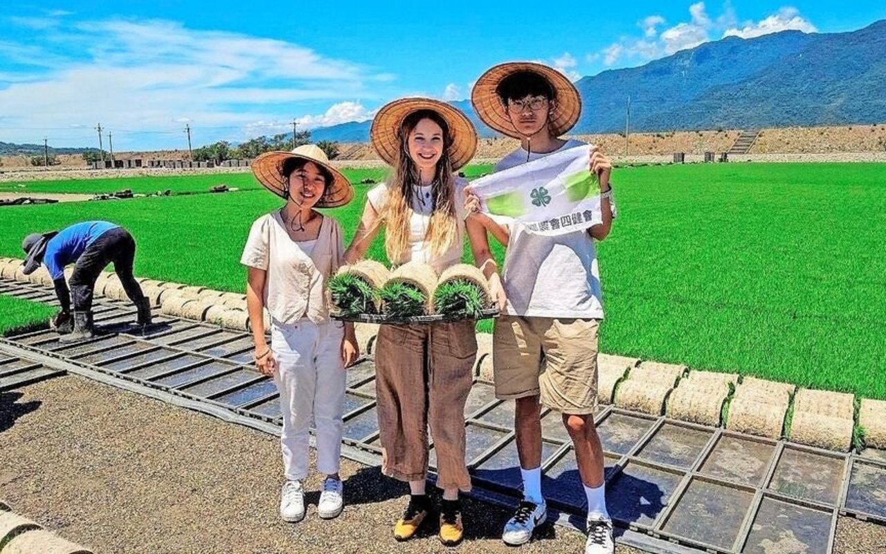 Die traditionellen Kegelhüte spenden Schatten bei der Arbeit im Reisfeld. Reis wird zweimal jährlich gepflanzt. 