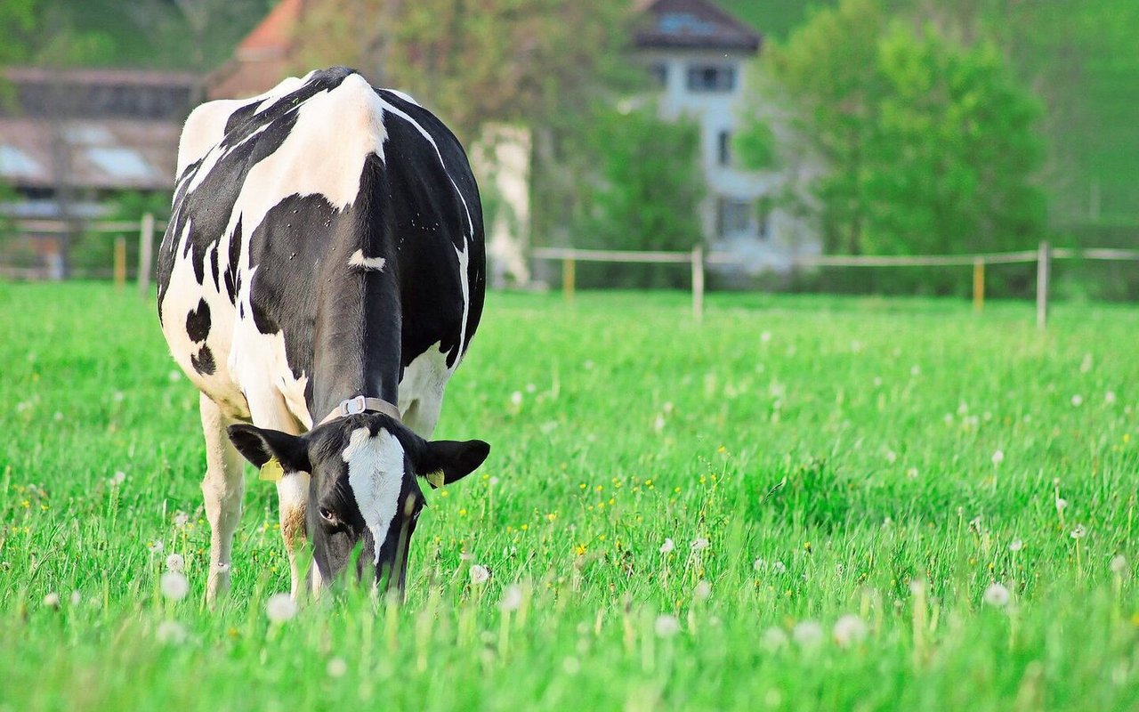 Passion für die Tierhaltung spielt auf Schweizer Familienbetrieben eine grosse Rolle – auch, was die Kosten angeht. 