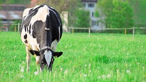 Passion für die Tierhaltung spielt auf Schweizer Familienbetrieben eine grosse Rolle – auch, was die Kosten angeht. 