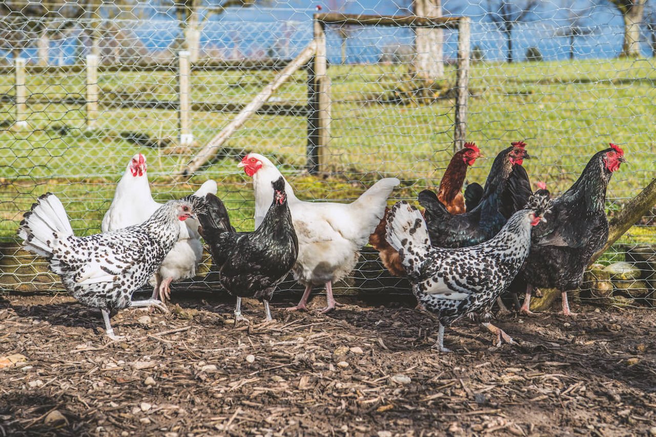 Vertragen sich gut: Die weissen und etwas grösseren Schweizerhühner und die getupften Appenzeller Spitzhaubenhühner. (Foto: Marion Nitsch)