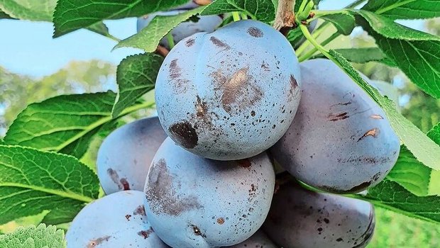 Zwetschgen am Baum. Auch diese Früchte müssen wegen zunehmenden Krankheiten immer mehr geschützt werden. Das verteuert die Produktion. 