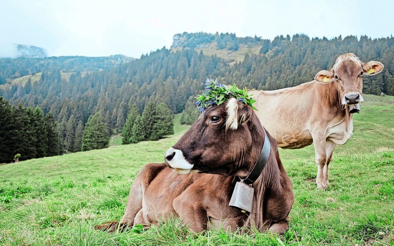 In der kurz bemessenen Freizeit auf der Alp entstand das Foto der Blumen-Kuh Astrid.