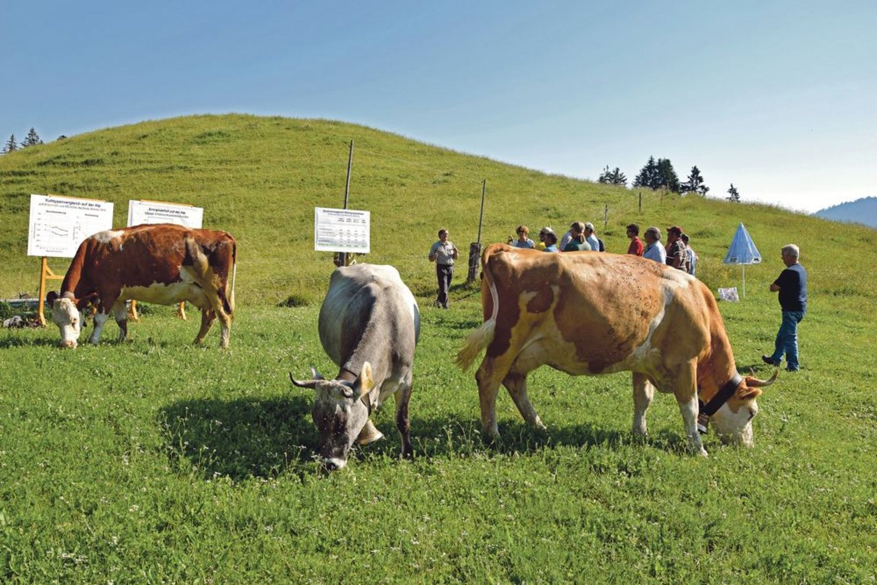 Auf der Eggenalp werden verschiedene Kuhrassen gehalten. Vom Grauvieh über das Swiss Fleckvieh bis hin zum Simmentaler. (Bilder Peter Fankhauser) 