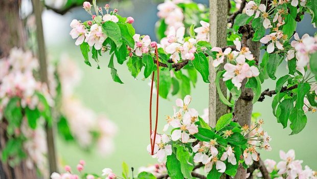 Verwirrungstechnik im Obstbau wird immer mehr eingesetzt – nicht nur bei Äpfeln wie auf dem Bild, sondern auch in Zwetschgenanlagen. Je nach Witterung ist die Bekämpfung mehr oder weniger wirksam.