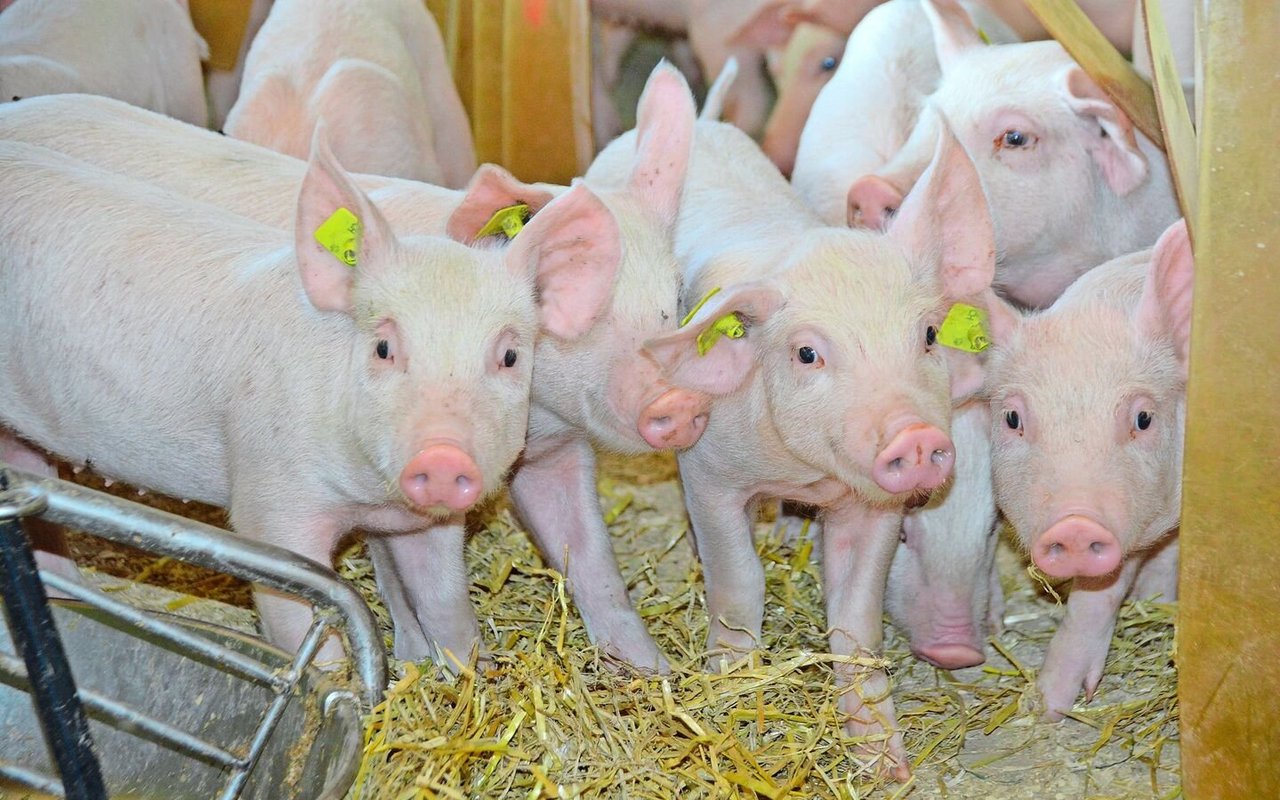 Eine effiziente P-Verwertung im Schweinestall nützt allen.