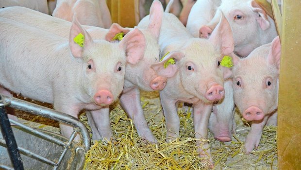 Eine effiziente P-Verwertung im Schweinestall nützt allen.