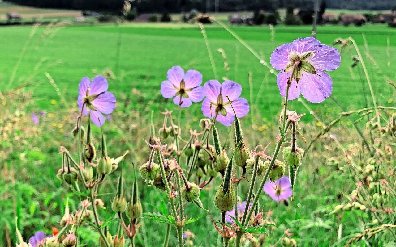 Was genau zu tun ist, um die Biodiversität in der Schweiz wirksam zu fördern, sorgt weiterhin für Diskussionen.