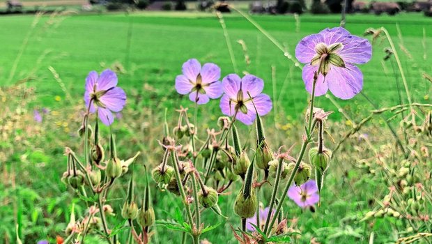 Was genau zu tun ist, um die Biodiversität in der Schweiz wirksam zu fördern, sorgt weiterhin für Diskussionen.