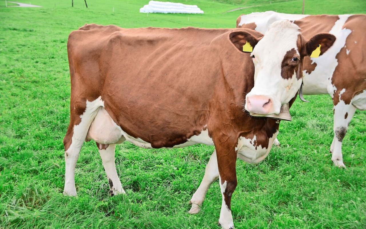 Zwölf Jahre alt und immer noch in Topform: Longfield Amor Holiday (55 55 98/EX 90). 