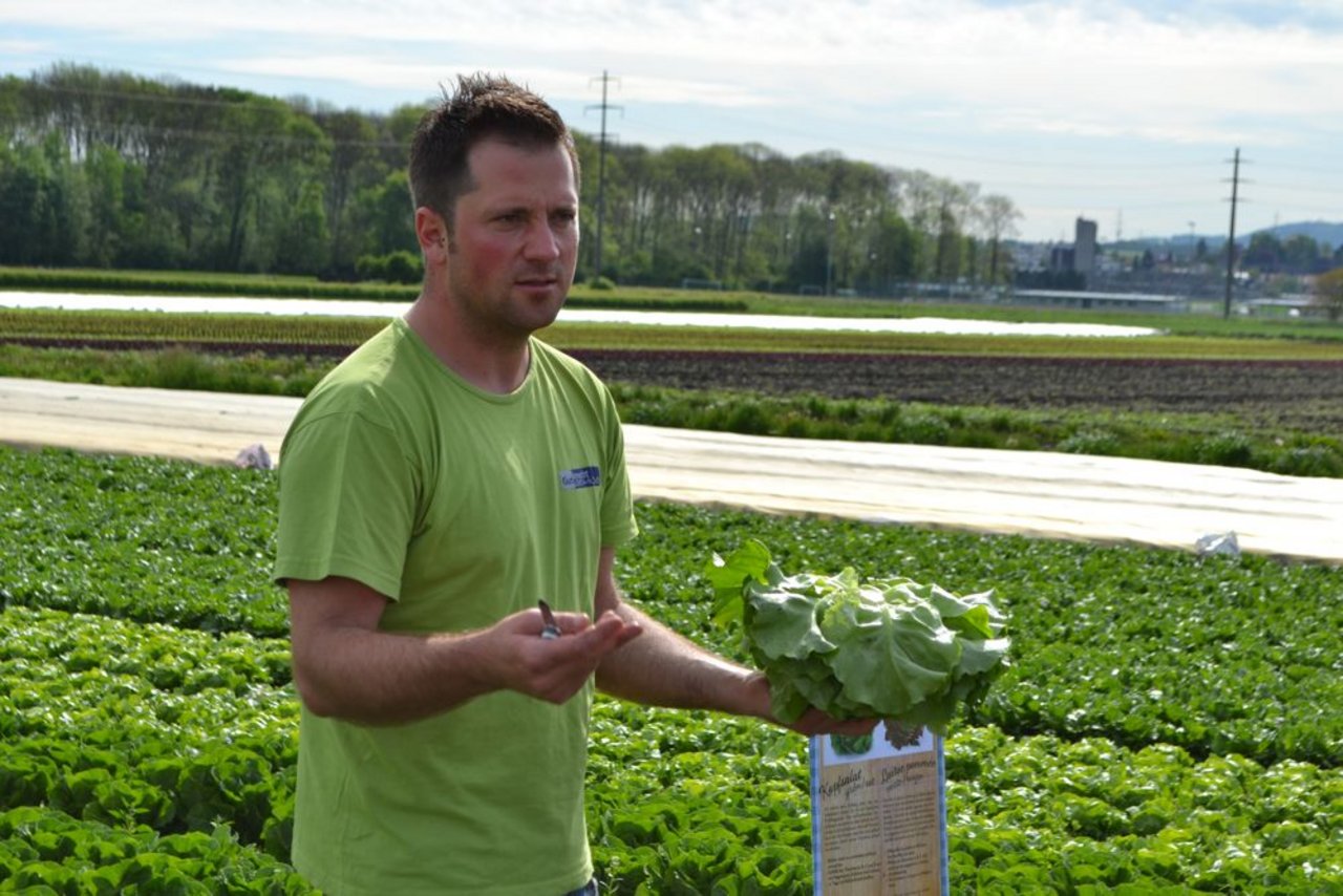 Gemüseproduzent Pascal Gutknecht aus Ried FR vor einem seiner Felder im grossen Moos. Die Salaternte ist ... (Bilder: Jeanne Woodtli)