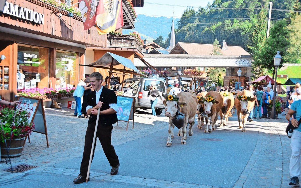 Sie machten den Anfang: die Züglete der Familie Paul Allenbach aus Bissen BE. Sie kamen von der Alp Mittelberg ins Tal und die Kühe liefen stolz und gemütlich durch die Gstaader Promenade. 