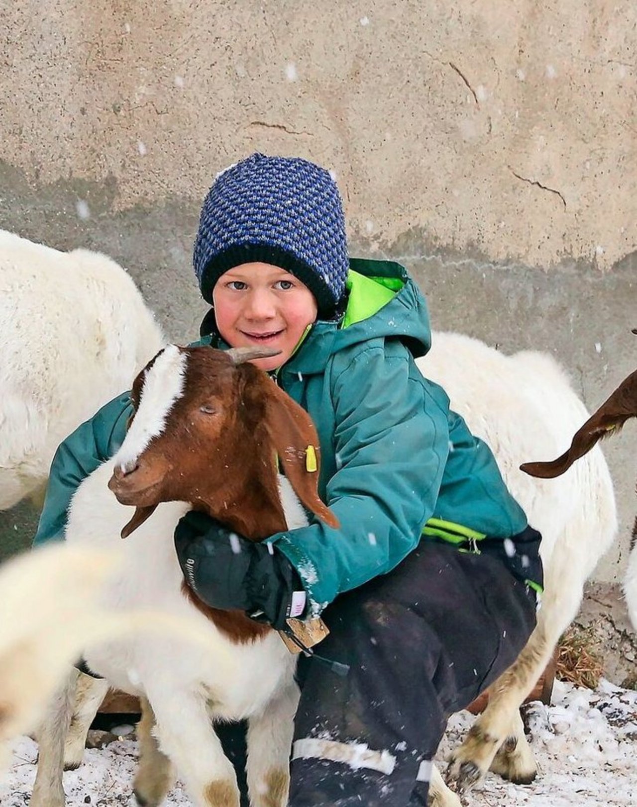 Der sechsjährige Ziegenzüchter Fabio wünscht sich vom Christkind ein Trycheli für seine Geiss.