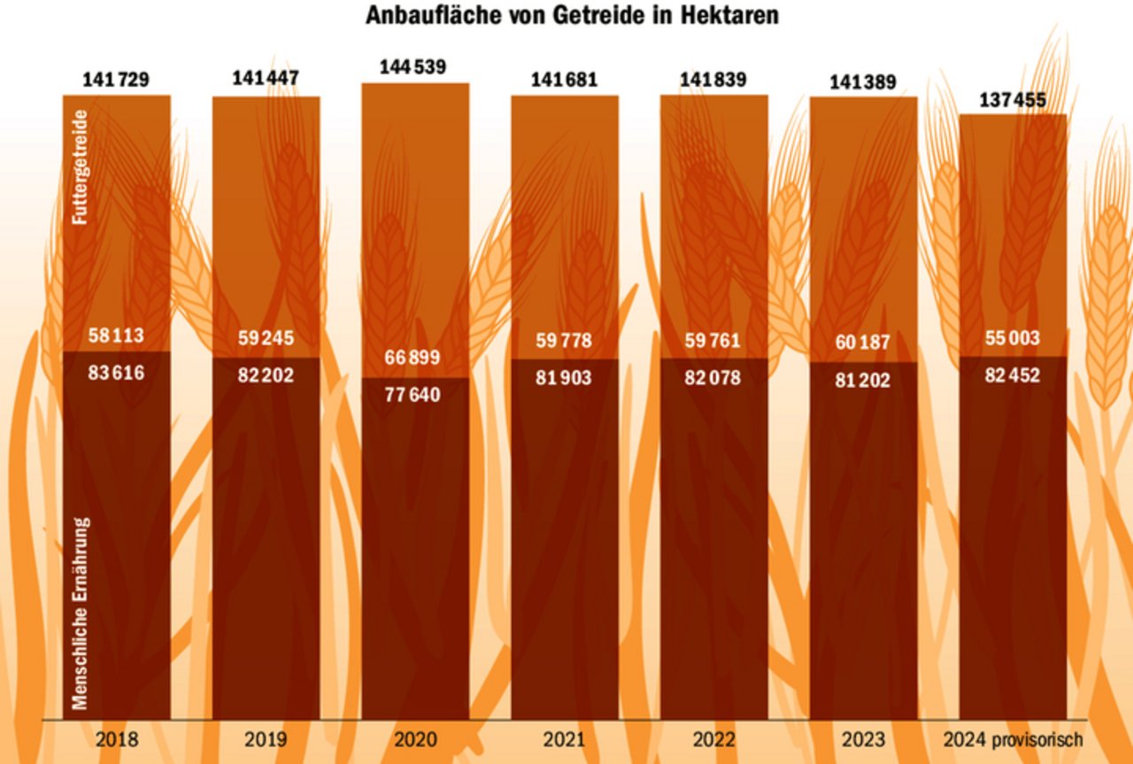 Der Flächenrückgang beim Getreideanbau findet insbesondere beim Futtergetreide statt. Beim Brotgetreide wurde zwar mehr Fläche angebaut, die tiefen Erträge führen allerdings zu einer Mangellage.