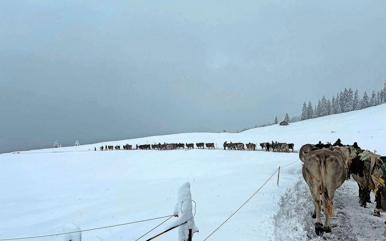 Kuhkolonne mit Winterkulisse: Mit Unterstützung von 22 Helfenden kamen die 120 Kühe trotz Schneetreibens ohne grössere Zwischenfälle heil im Tal an. 