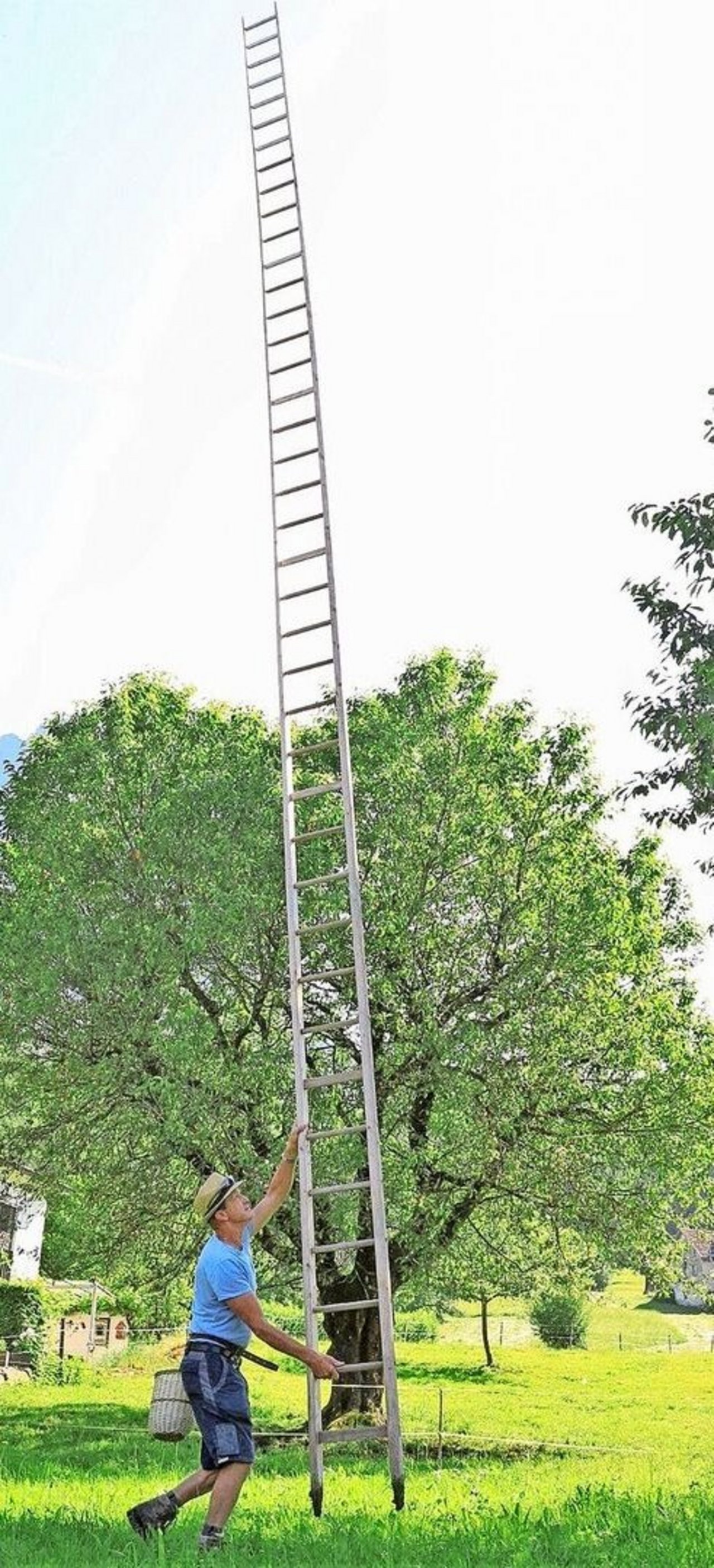 Die traditionelle Kirschenproduktion mit Hochstammbäumen ist zwar für das Landschaftsbild wertvoll, aber wirtschaftlich kaum mehr interessant.