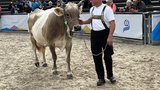 Die älteste Kuh mit Jahrgang 2007 an der Viehschau war Blueemli von Christian Brunner aus Urnäsch. «Sie ist ein Aushängeschild für die Braunviehzucht», sagte Reto Grünenfelder. (Bild: Daniela Clemenz)
