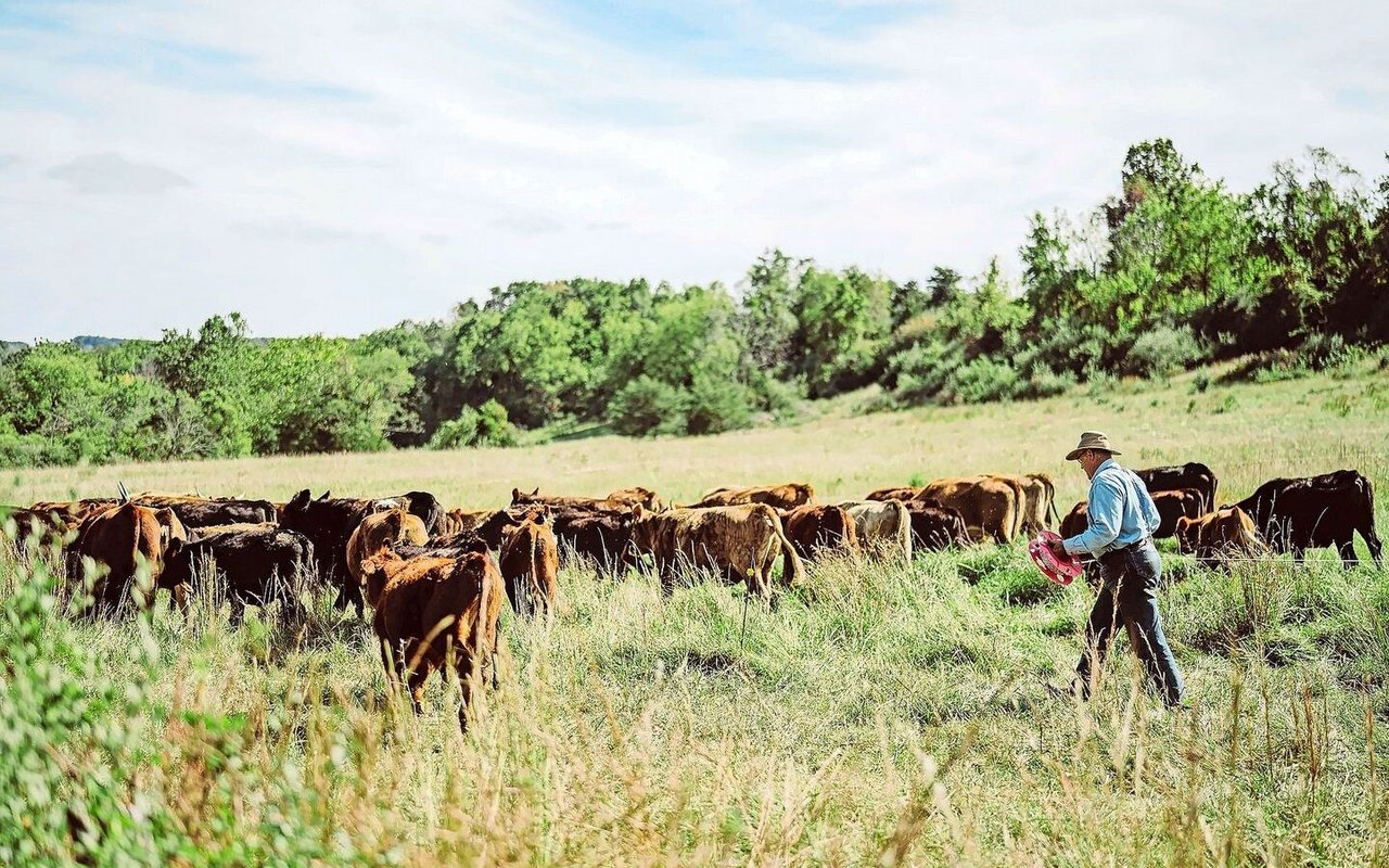 Joel Salatin hat die Böden seiner Polyface Farm in Virginia (USA) mit regenerativen Methoden wieder fruchtbar gemacht. Er referiert über sein Vorgehen.