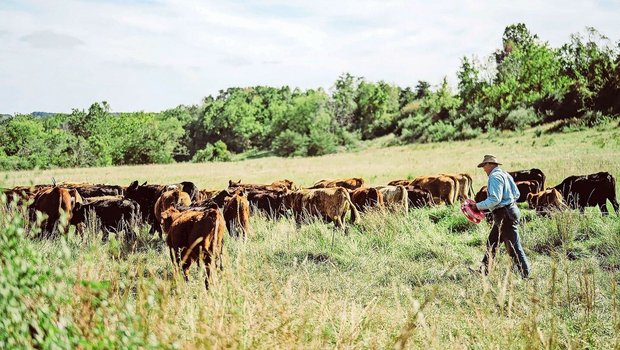 Joel Salatin hat die Böden seiner Polyface Farm in Virginia (USA) mit regenerativen Methoden wieder fruchtbar gemacht. Er referiert über sein Vorgehen.