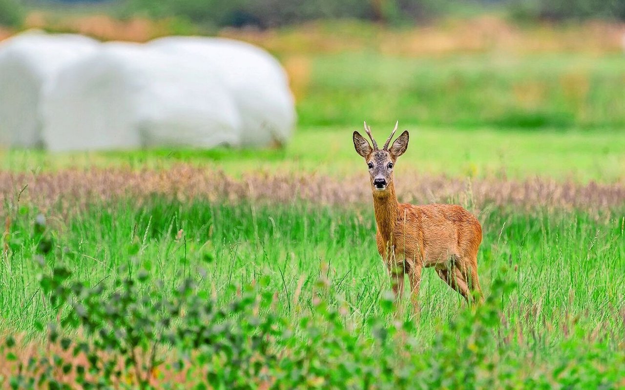 Halten sich Rehe und Co. mehr auch im offenen Gelände auf, sinkt der Äsungsdruck im Wald. Hilfreich hierbei sind BFF in Waldnähe und ein sanfter Übergang zwischen Wald und Kulturland.