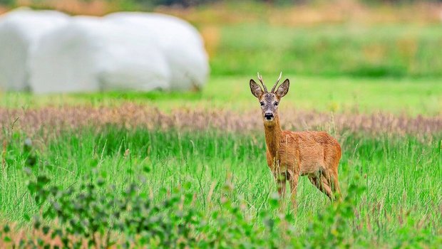 Halten sich Rehe und Co. mehr auch im offenen Gelände auf, sinkt der Äsungsdruck im Wald. Hilfreich hierbei sind BFF in Waldnähe und ein sanfter Übergang zwischen Wald und Kulturland.