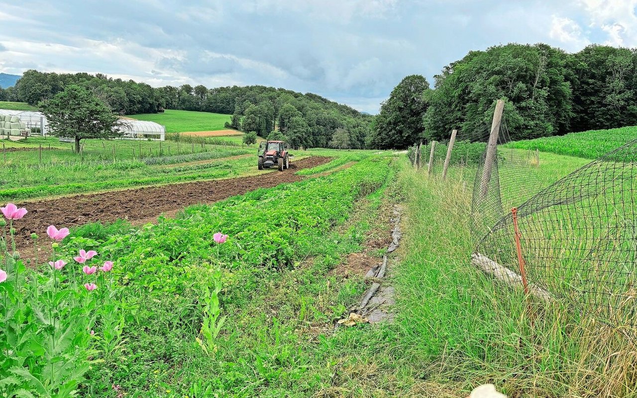 In ihrem Garten baut die Agronomin die beiden Kartoffelsorten Agria und Acoustic an. 