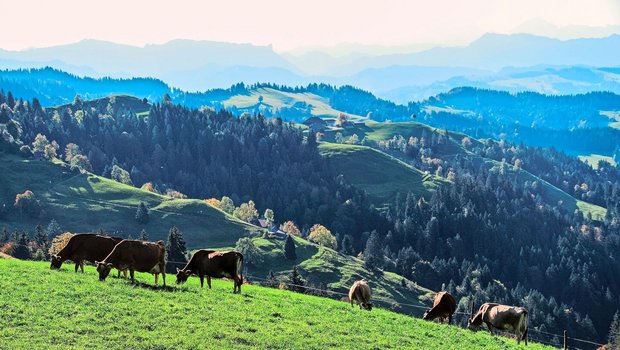 Die Milchproduktion dürfe nicht weiter abnehmen – weder im Berg- noch im Talgebiet, sagen die Schweizer Milchproduzenten. 