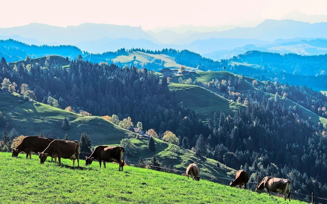 Die Milchproduktion dürfe nicht weiter abnehmen – weder im Berg- noch im Talgebiet, sagen die Schweizer Milchproduzenten. 