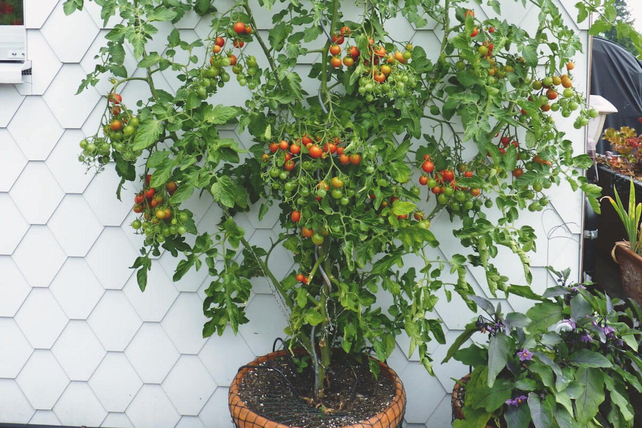 Je mehr Triebe man einer Tomatenpflanze lässt, desto wichtiger sind Düngung und Durchlüftung. (Foto: Eveline Dudda)