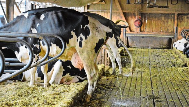 Im Stall vermischen sich – anders als auf der Weide – Kot und Harn der Tiere. Lässt man die Gülle fermentieren, wird sie pflanzenverträglicher und schonender für Regenwürmer. 