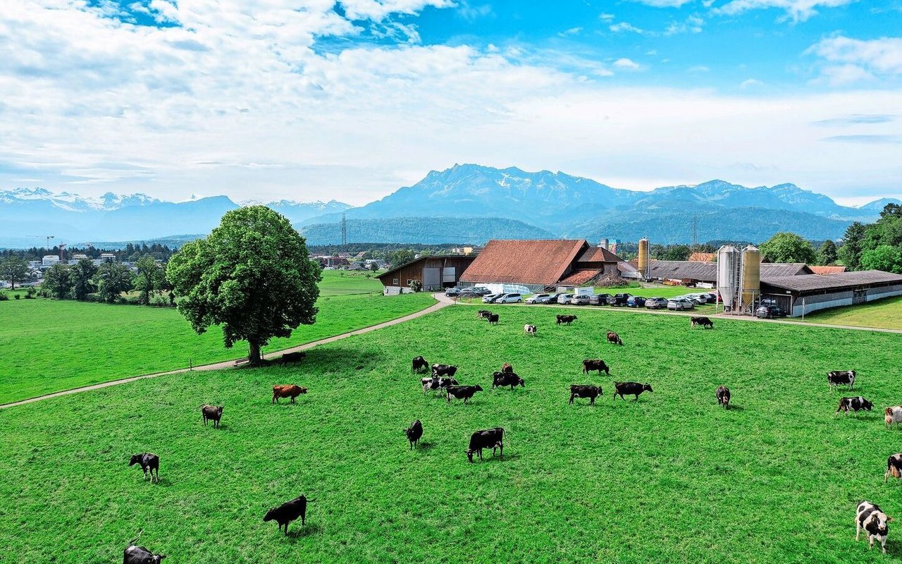 Weidende Kühe machen der menschlichen Ernährung wenig Konkurrenz. Damit sie das Gras effizient zu Milch verwerten, macht Kraftfutter dennoch Sinn – auch aus Gründen der Nachhaltigkeit.