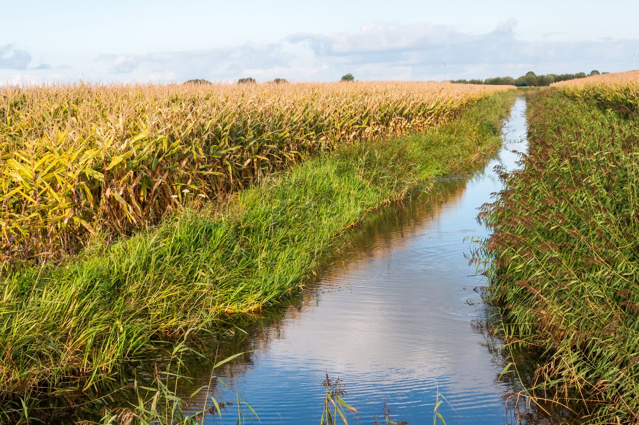 Da Bäche oft an Landwirtschaftsflächen grenzen, ist das Risiko einer Verunreinigung hoch. Untersuchungen ergaben jedoch, dass die Grenzwerte für Pestizide zu tief angesetzt sind. (Bild Fotolia)