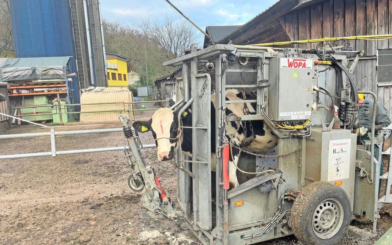 Man merkt sofort, welche Kühe bereits Erfahrung mit dem Klauenstand haben. Sie lassen das Ganze ruhig geschehen. 