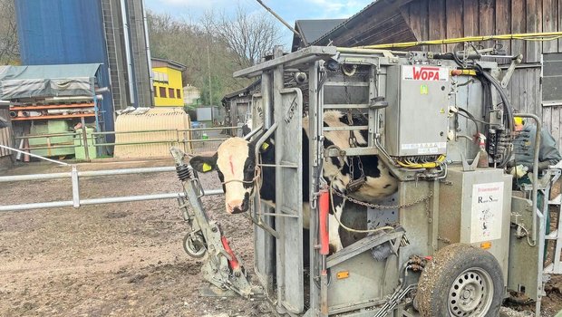 Man merkt sofort, welche Kühe bereits Erfahrung mit dem Klauenstand haben. Sie lassen das Ganze ruhig geschehen. 