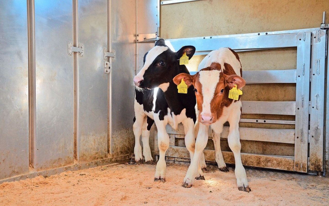 Vor der Übergangsphase war die BVD-Ampel bei rund 86 % der Betriebe grün und nur bei 0,2 % oder 83 Betrieben rot. 13 % waren orange.