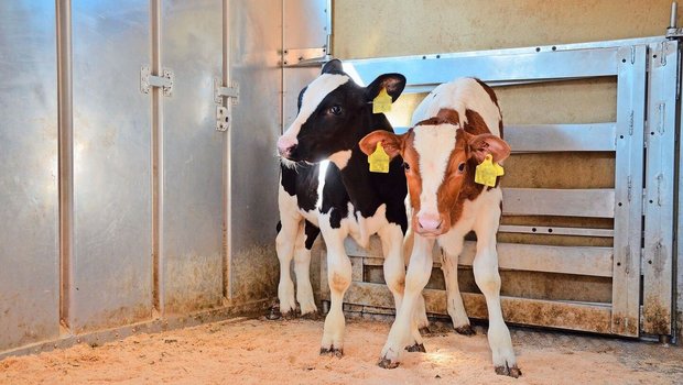 Vor der Übergangsphase war die BVD-Ampel bei rund 86 % der Betriebe grün und nur bei 0,2 % oder 83 Betrieben rot. 13 % waren orange.