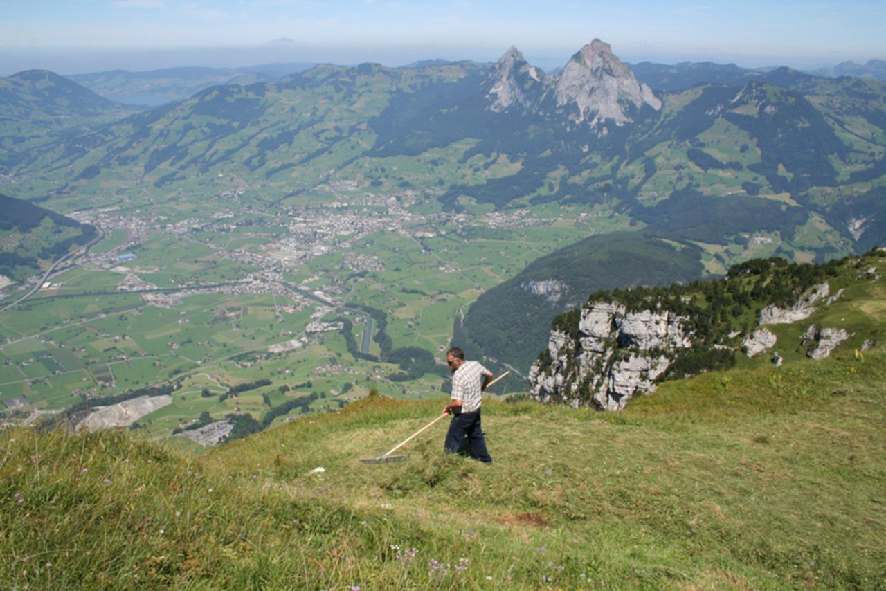 Die Schwyzer Landwirtschaft – hier im Bild der Talkessel Schwyz mit Kantonshauptort - schrumpft unvermindert weiter. Gemäss der neuesten Erhebung sind im letzten Jahr weitere 21 Betriebe eingestellt worden. (Bild Dafros Kälin-Gwerder/landwirtschaft.ch)