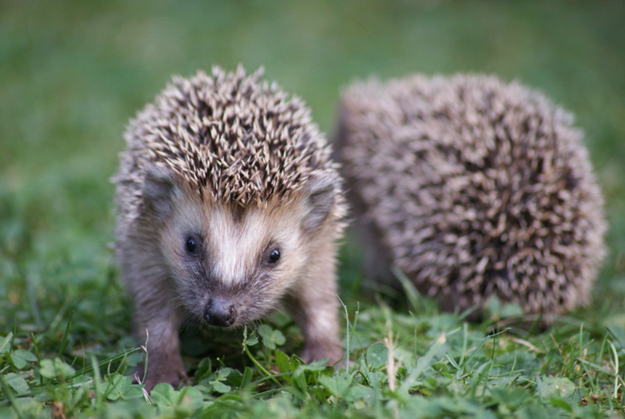 Findet man ein einzelnes Igel-Baby, sollte man Ruhe bewahren und erst mal beobachten. (Bild Jochen Liedtke/Public Domain)