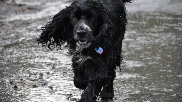 Hunde können nicht schwitzen, daher überhitzen sie schnell. (Bild tw)