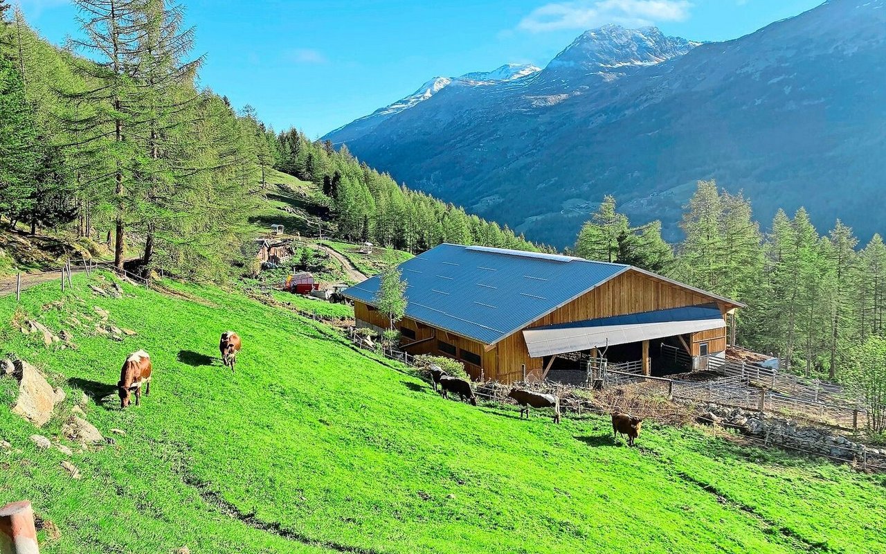 2019 baute Sandra Wyer-Supersaxo ausserhalb von Saas-Fee einen neuen Laufstall.