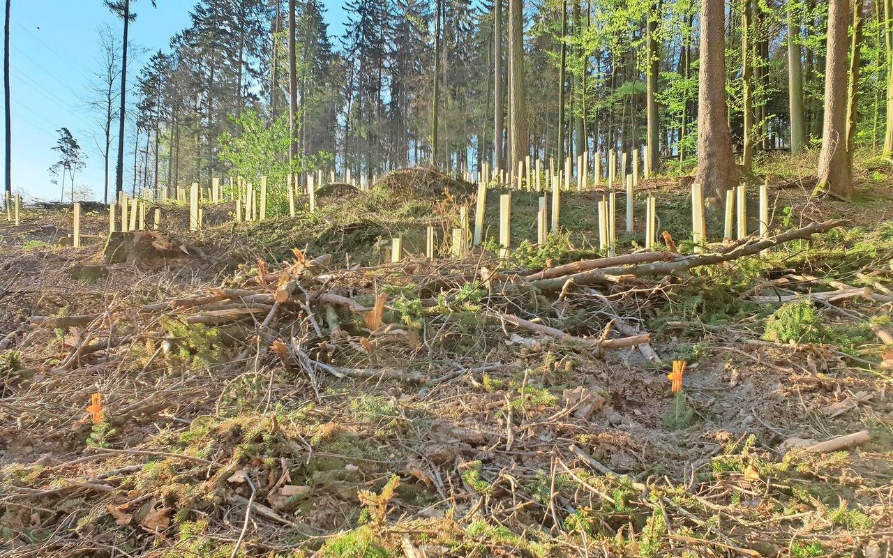 Zusammen mit dem Klimawandel sei Wildverbiss zu einer ernsthaften Gefahr für den Schweizer Wald geworden.